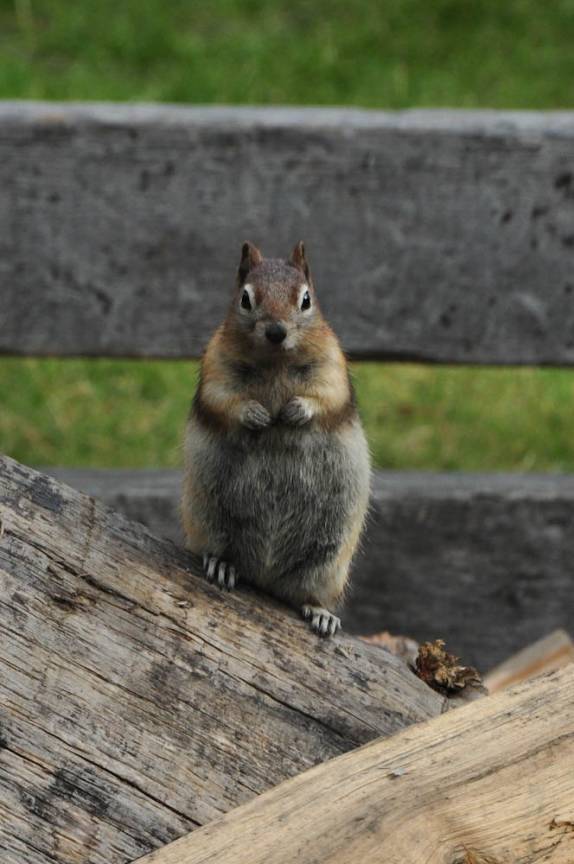 Esquilo nos observa atentamente no Banff National Park, em Alberta, no Canadá